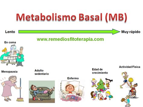 metabolismo basal